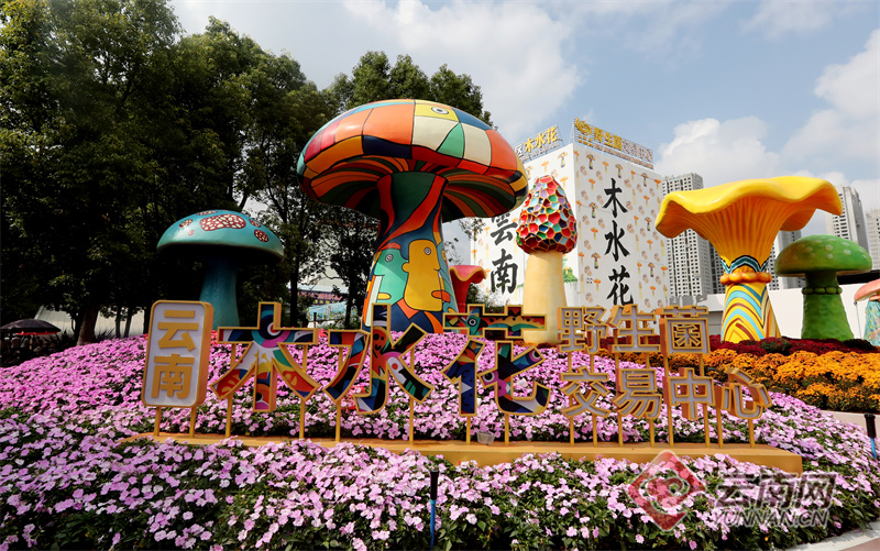 【高清组图】云南木水花野生菌交易市场热闹非凡